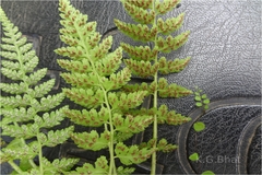 Athyrium hohenackerianum